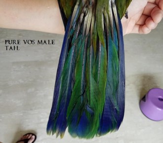 28168045_10156108078616303_4516819739191416225_n