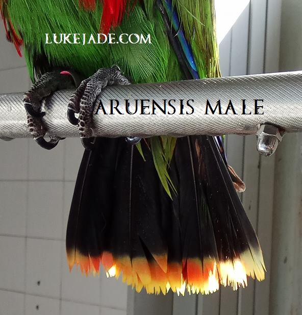 29216668_10156168684426303_7146001354845061120_n