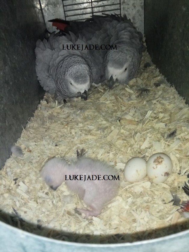 42453323_10156651791691303_5371151405908230144_n