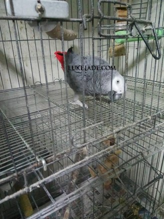 42677112_10156658472526303_1496509903215263744_n