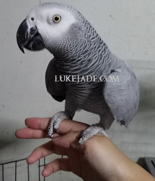 42730847_10156658423866303_7734854835849134080_n